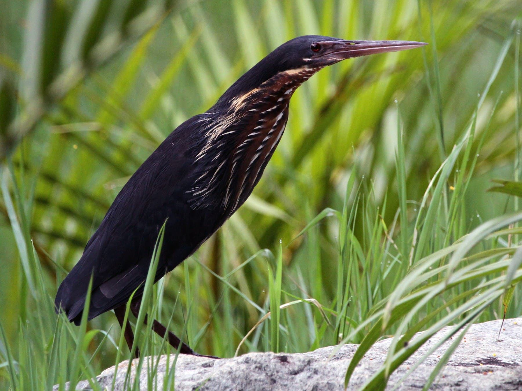 Black Bittern